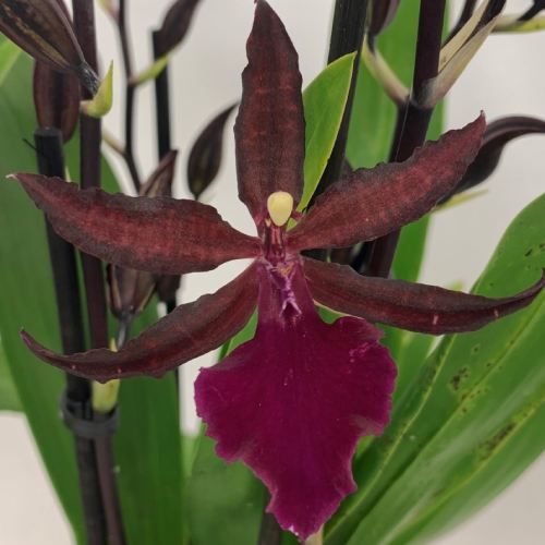Colmonara (Orchid) Speedy - order online directly from Holland