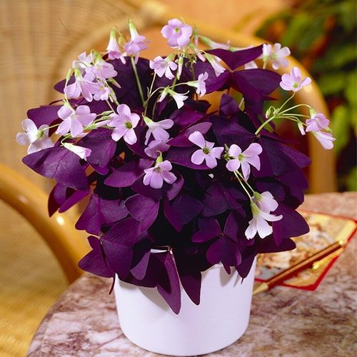 Oxalis Mijke - order online directly from Holland