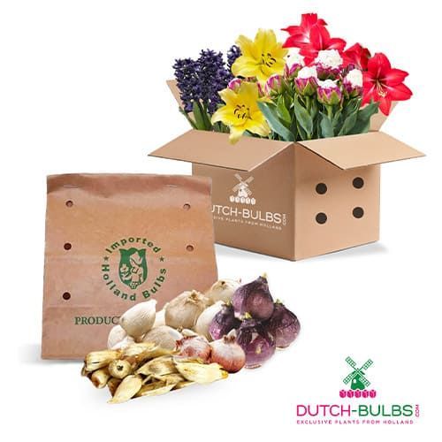 Erythronium Lilac Wonder - pedido en línea directamente a Holanda
