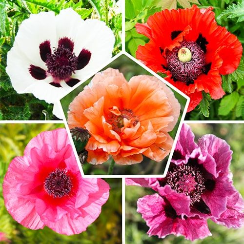 Papaver (orientale) Collection - order online directly from Holland
