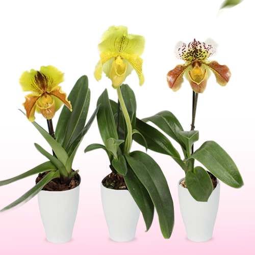 Paphiopedilum Orchid Collection (1 spike)