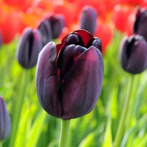 Tulip Paul Scherer - bestil online direkte fra Holland