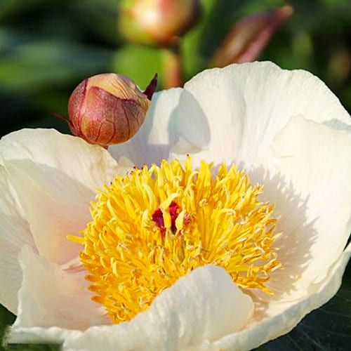 Peony Clearstream (Herbaceous)