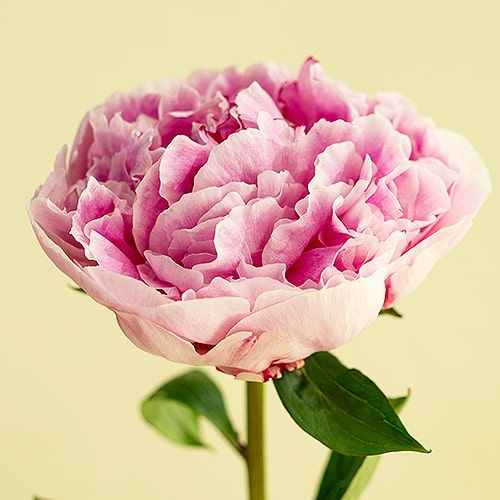 Peony Cotton Candy (Herbaceous)