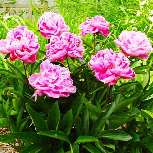 Peony Dr Alexander Fleming (Herbaceous) - order online directly from Holland