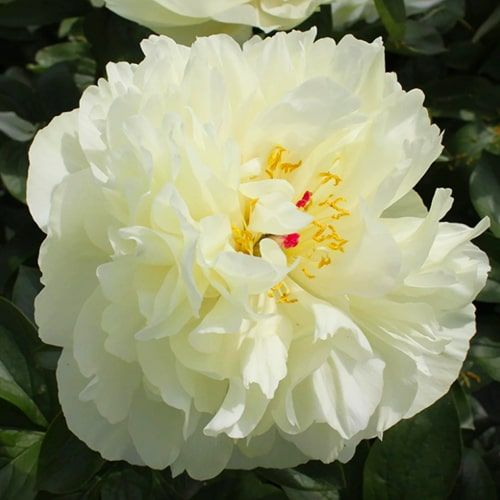 Peony Early Sensation - order online directly from Holland