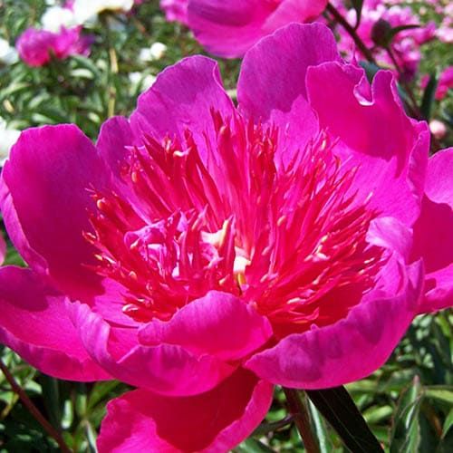 Peony Easy Lavender (Herbaceous)