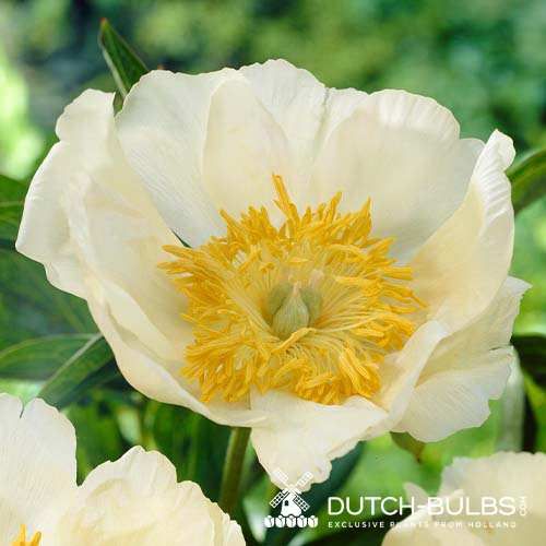 Peony Emodi (Herbaceous) - order online directly from Holland