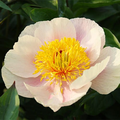 Peony Golden Wings (Herbaceous)