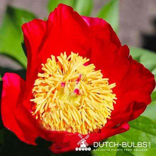 Peony Little Corporal (Herbaceous) - order online directly from Holland