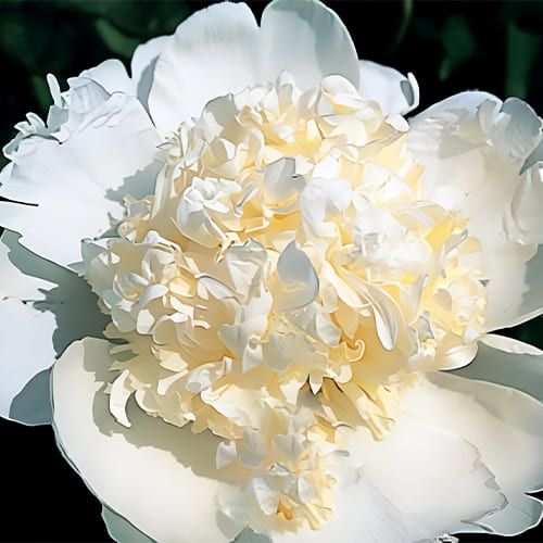 Peony Marshmallow Button (Herbaceous)