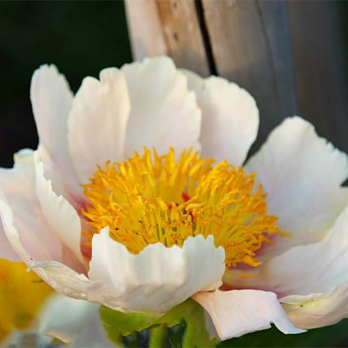 Peony Mary Contrary (Herbaceous)