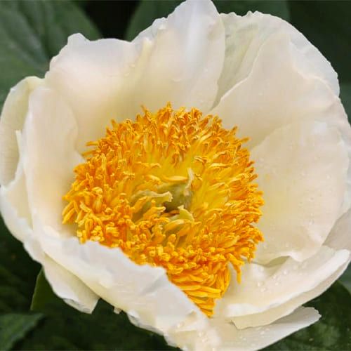 Peony Mime (Herbaceous)