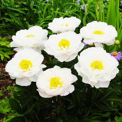 Peony Miss America (Herbaceous) - order online directly from Holland