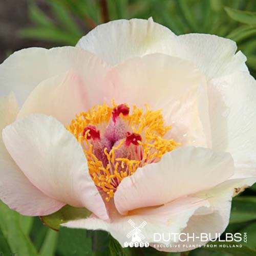 Peony Nosegay (Herbaceous) - order online directly from Holland