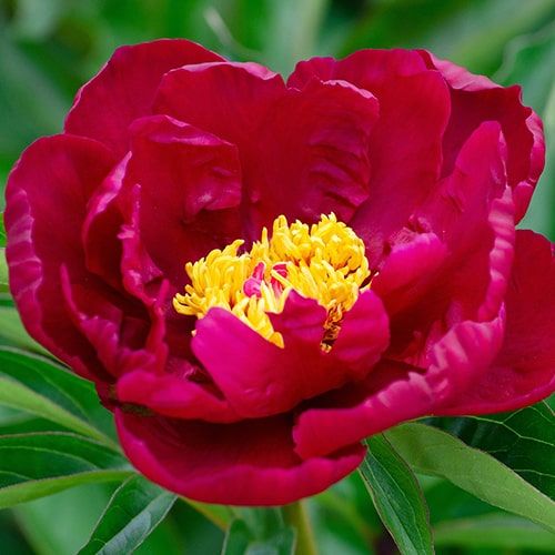Peony Old Soldier (Herbaceous)