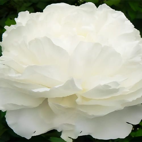 Peony Omeo Snow (Herbaceous)