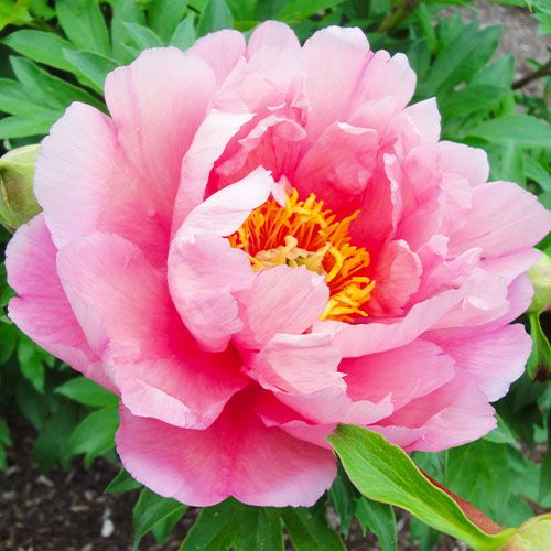 Peony Pink Double Dandy (ITOH )