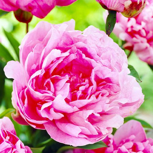 Peony Pink Parfait (Herbaceous) - order online directly from Holland