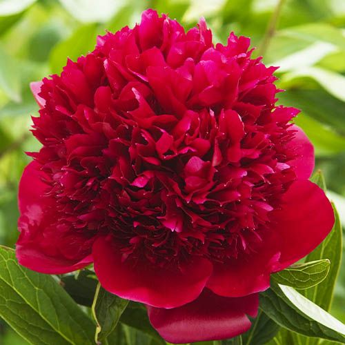 Peony Red Charm (Bomb) - order online directly from Holland