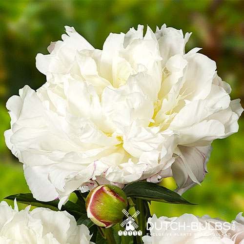 Peony Shirley Temple (Herbaceous) - order online directly from Holland