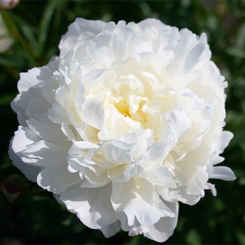 Peony White Frost (Herbaceous)