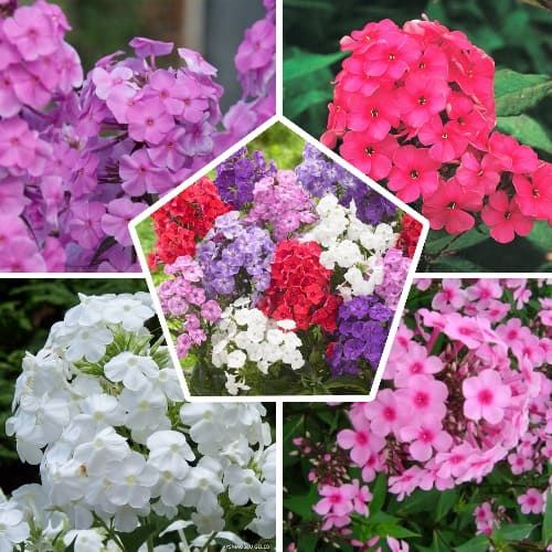 Phlox (paniculata) Perfect Collection (10 plants) - order online directly from Holland
