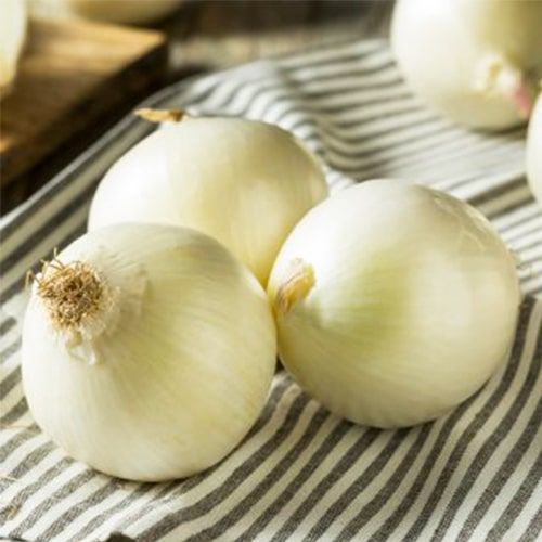 Planting Onions Snowball (Pink 500 grams) - commander en ligne directement depuis la Hollande