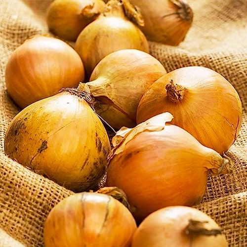 Planting Onions Sturon - beställ online direkt från Holland