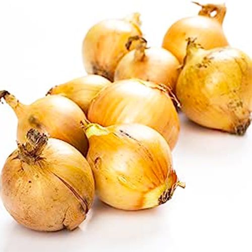 Planting Onions Stuttgarter Riesen - ordinare online direttamente dall'Olanda