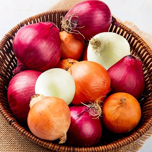 Planting Onions Tricolor Collection (1000 grams) - ordinare online direttamente dall'Olanda