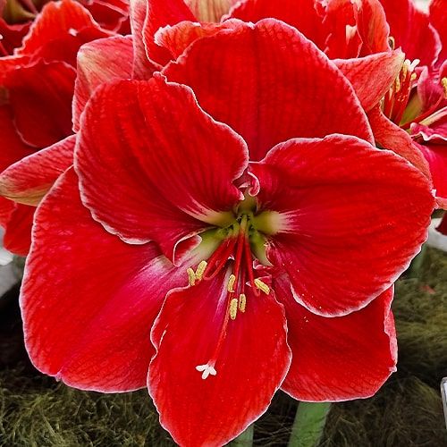 Amaryllis (Hippeastrum) Magical Touch - order online directly from Holland