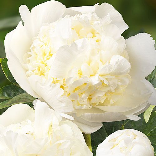 Peony Bridal Shower (Double) - order online directly from Holland
