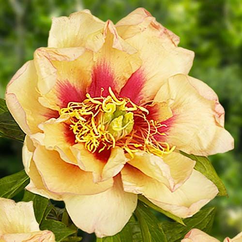Peony Callies Memory (ITOH ) - order online directly from Holland