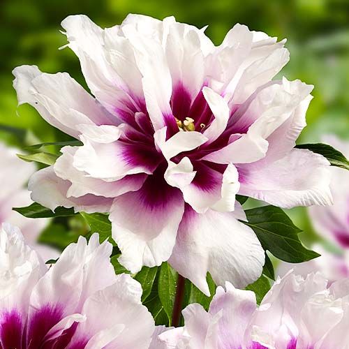Peony itoh Cora Louise - order online directly from Holland