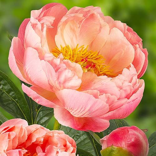 Peony Coral Charm (Herbaceous) - order online directly from Holland