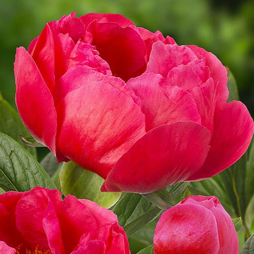 Peony Coral Magic (Herbaceous) - order online directly from Holland