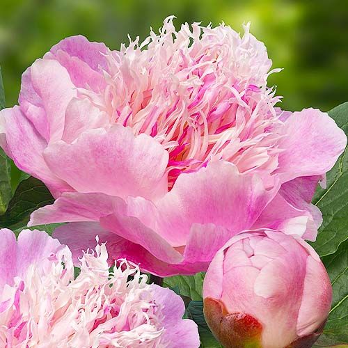 Peony Do Tell (Anemone) - order online directly from Holland