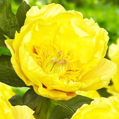 Peony itoh Garden Treasure - order online directly from Holland