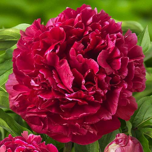 Peony Highlight (Herbaceous) - order online directly from Holland