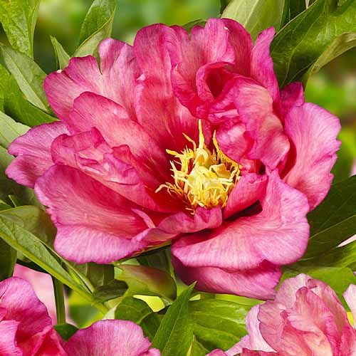 Peony itoh Hillary - order online directly from Holland