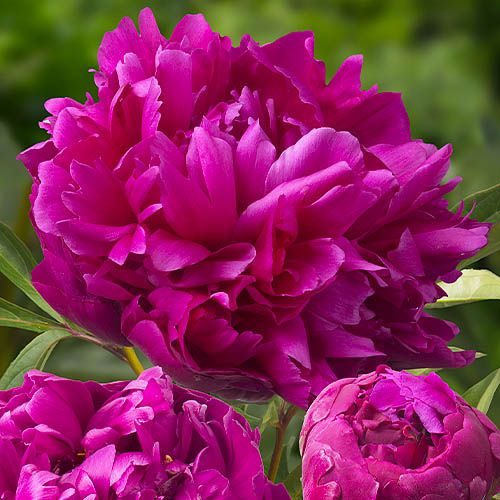 Peony Inspecteur Lavergne (Herbaceous) - order online directly from Holland