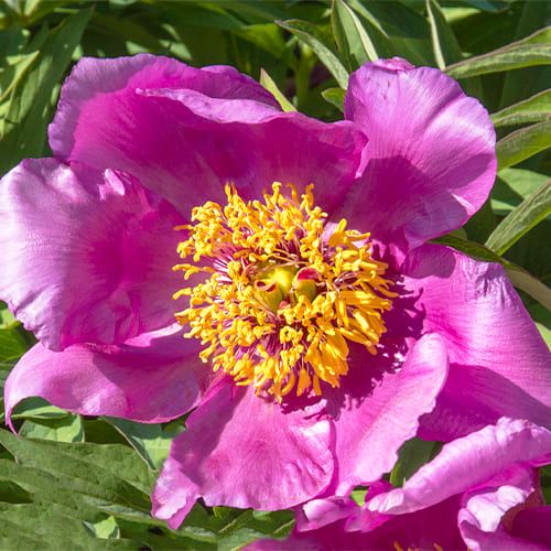 Peony Lavender Baby (Herbaceous)
