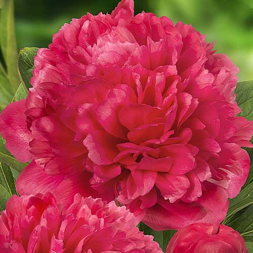 Peony Lorelei (Double) - order online directly from Holland