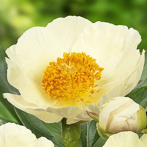 Peony Moonrise (Herbaceous) - order online directly from Holland