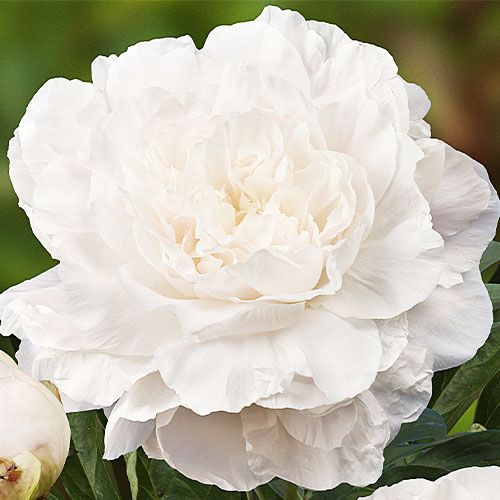 Peony Mothers Choice (Herbaceous) - order online directly from Holland