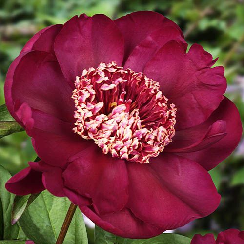 Peony Nippon Beauty (Herbaceous) - order online directly from Holland