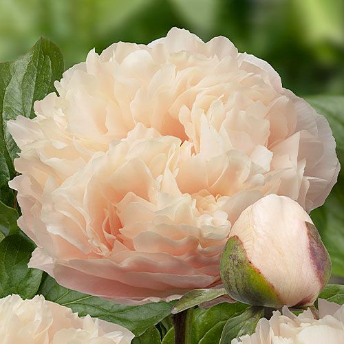 Peony Pastelelegance (Herbaceous) - order online directly from Holland