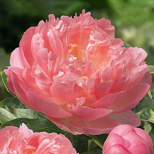 Peony Pink Hawaiian Coral (Herbaceous) - order online directly from Holland