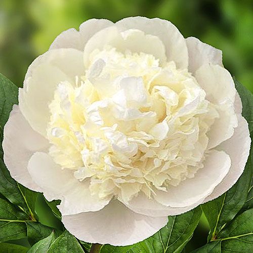 Peony Princess Bride (Herbaceous) - order online directly from Holland
